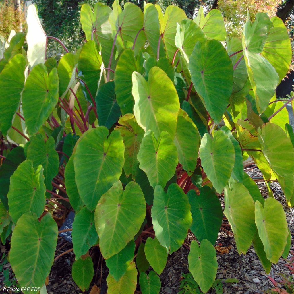 Colocasia Pink China - Oreille d'Eléphant