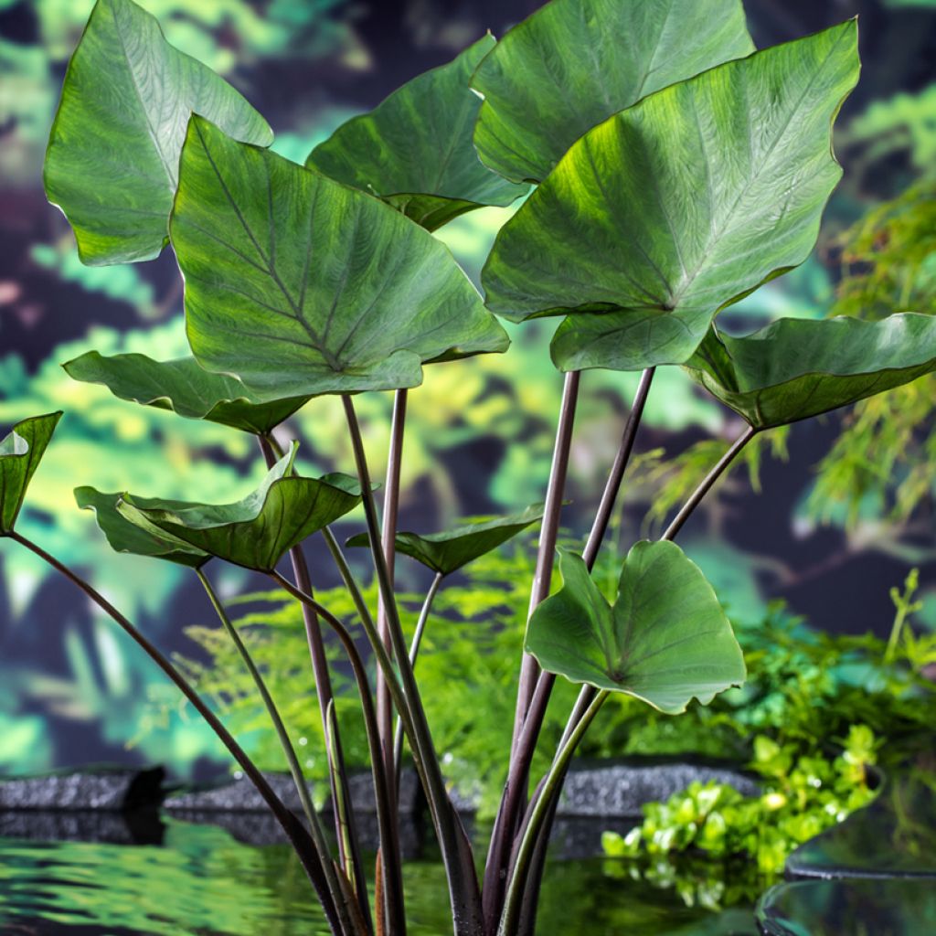 Colocasia esculenta Tea cup - Oreille d'éléphant