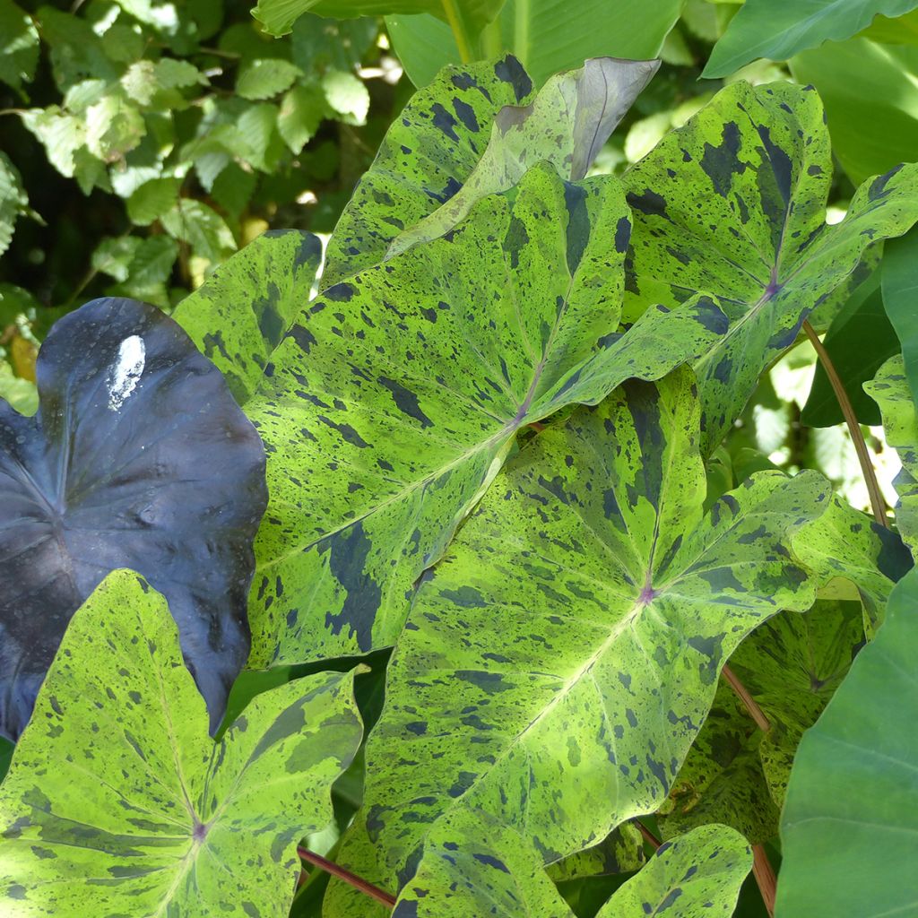 Colocasia esculenta Mojito - Oreille d'Eléphant