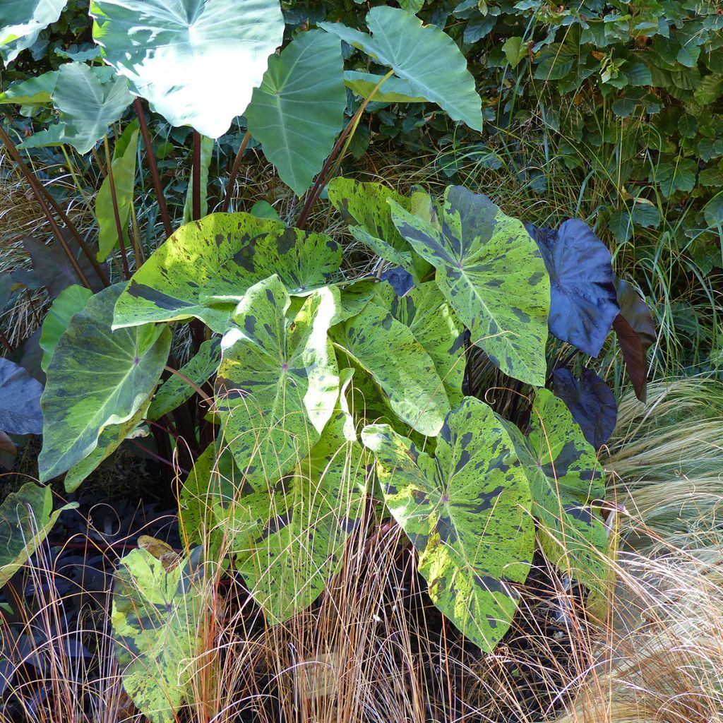 Colocasia esculenta Mojito - Oreille d'Eléphant