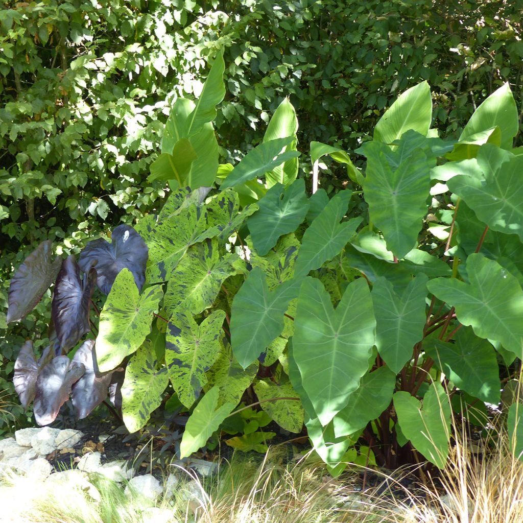 Colocasia esculenta Mojito - Oreille d'Eléphant