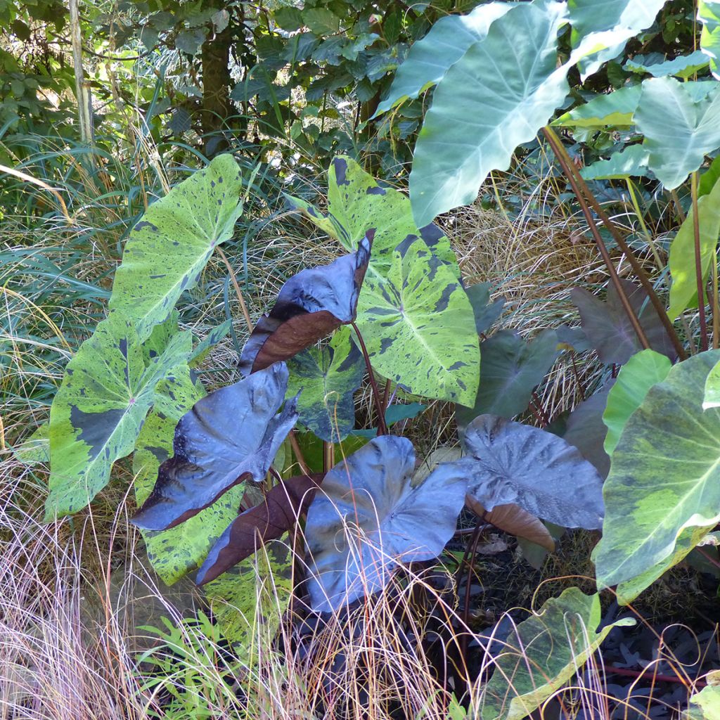 Colocasia esculenta Mojito - Oreille d'Eléphant