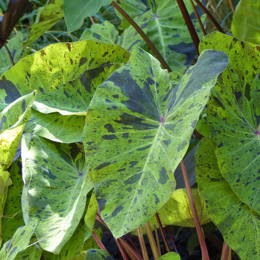 Colocasia esculenta Mojito - Oreille d'Eléphant