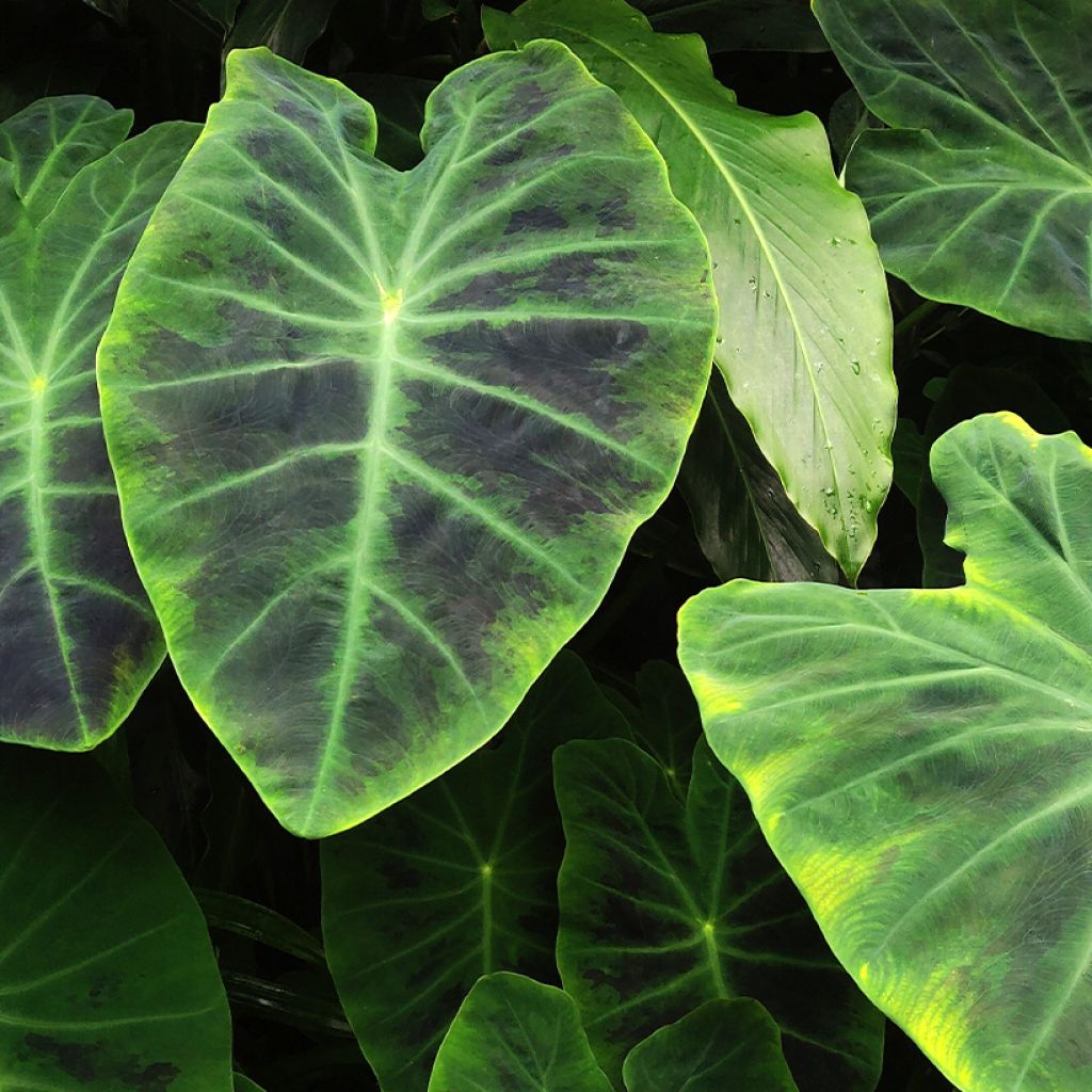 Colocasia esculenta Illustris - Oreille d'éléphant