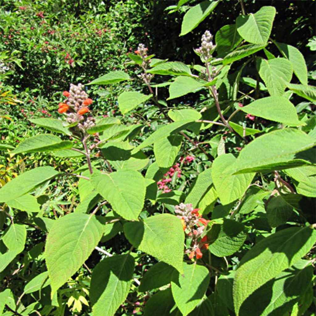 Colquhounia coccinea - Menthe arbustive de l'Himalaya