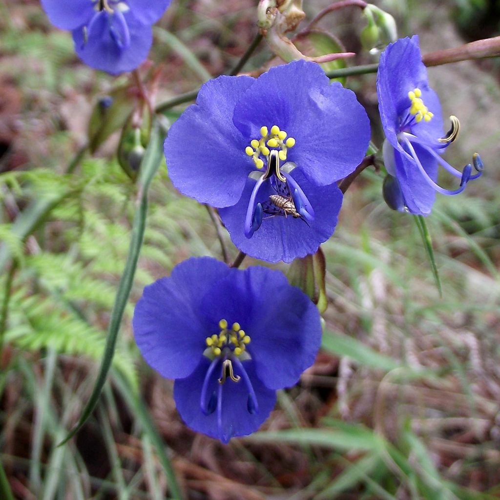 Commelina coelestis - Comméline tubéreuse