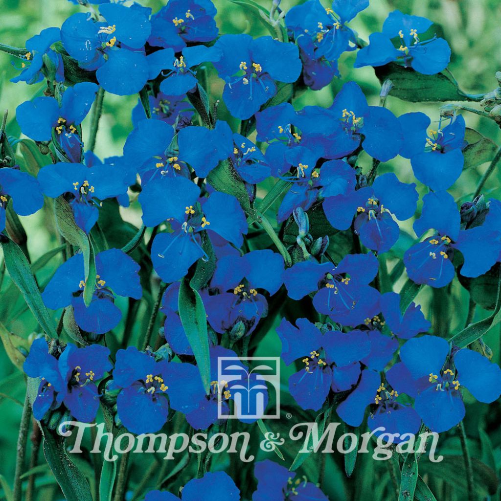 Commelina Dianthifolia