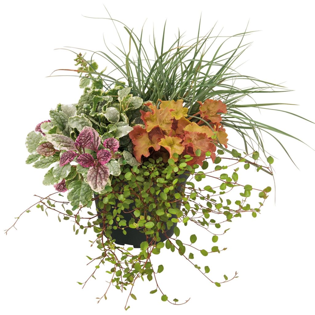 Composition Sunkissed - composition de 4 plantes