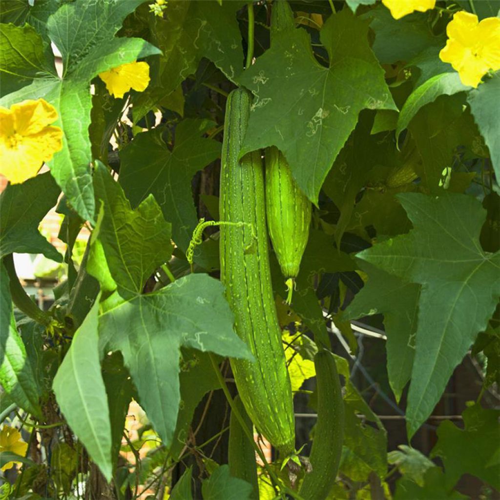 Cucamelon ou Concombre melon - Graines Bio - Ferme de Sainte Marthe