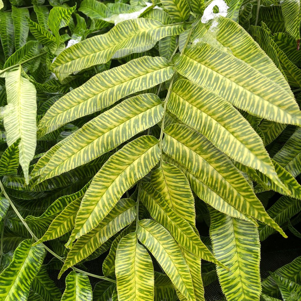 Coniogramme emeiensis - Fougère bambou