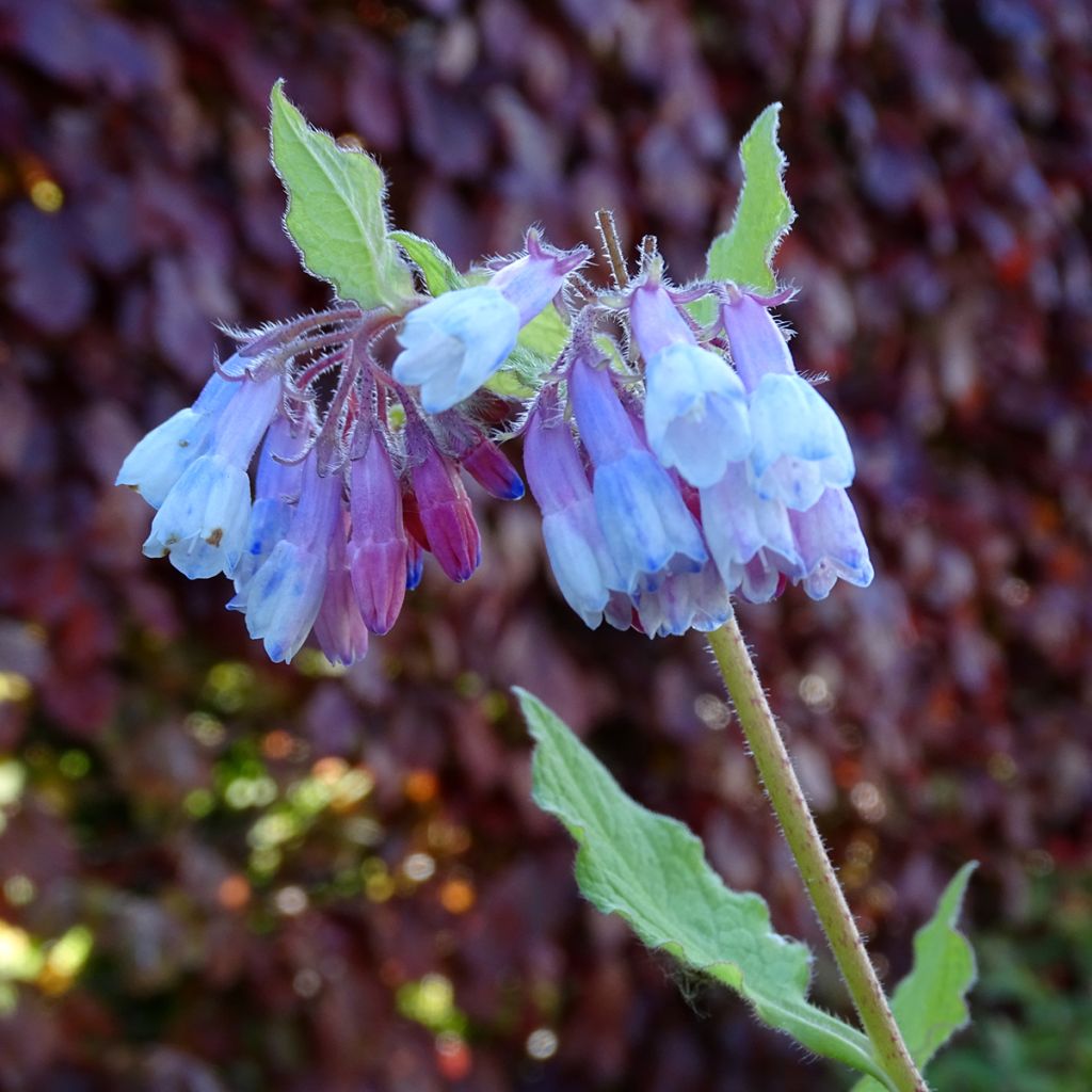 Consoude à grandes fleurs - Symphytum Sky Blue Pink