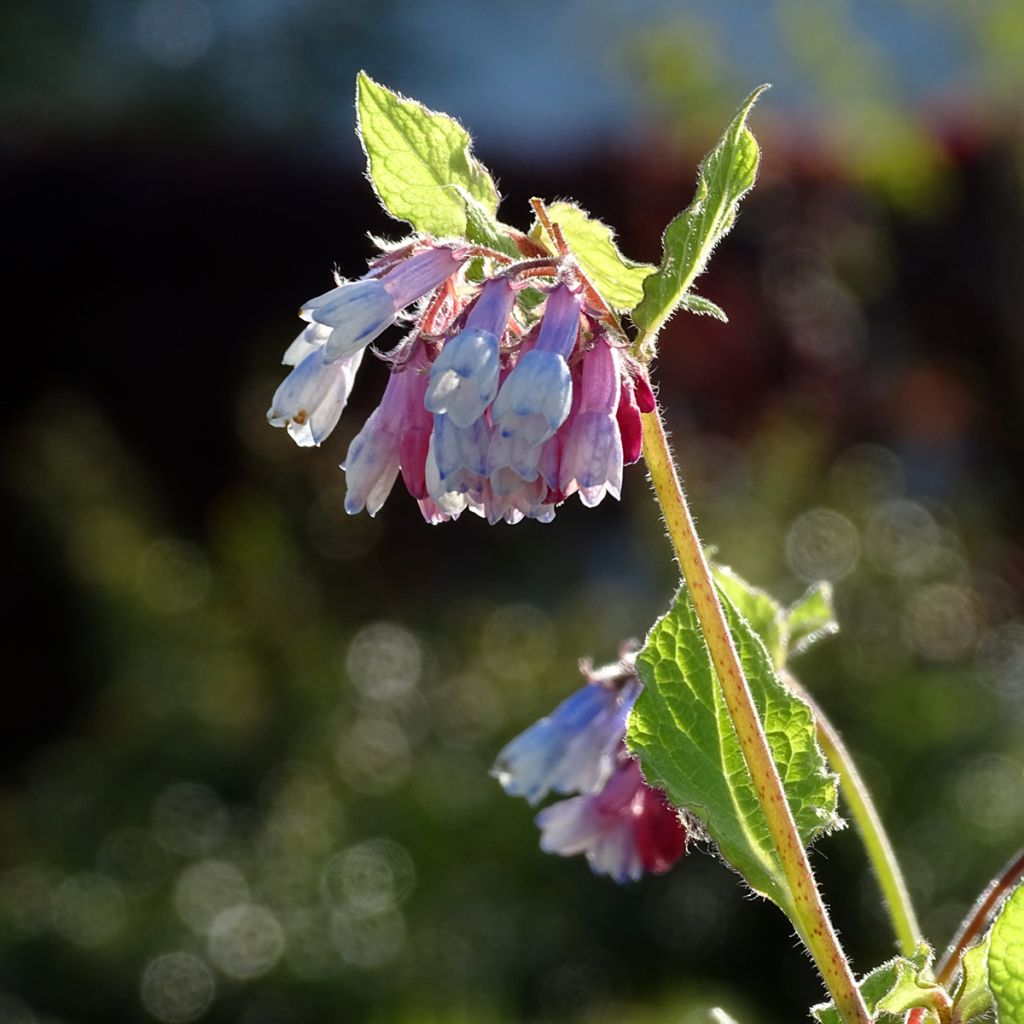 Consoude à grandes fleurs - Symphytum Sky Blue Pink