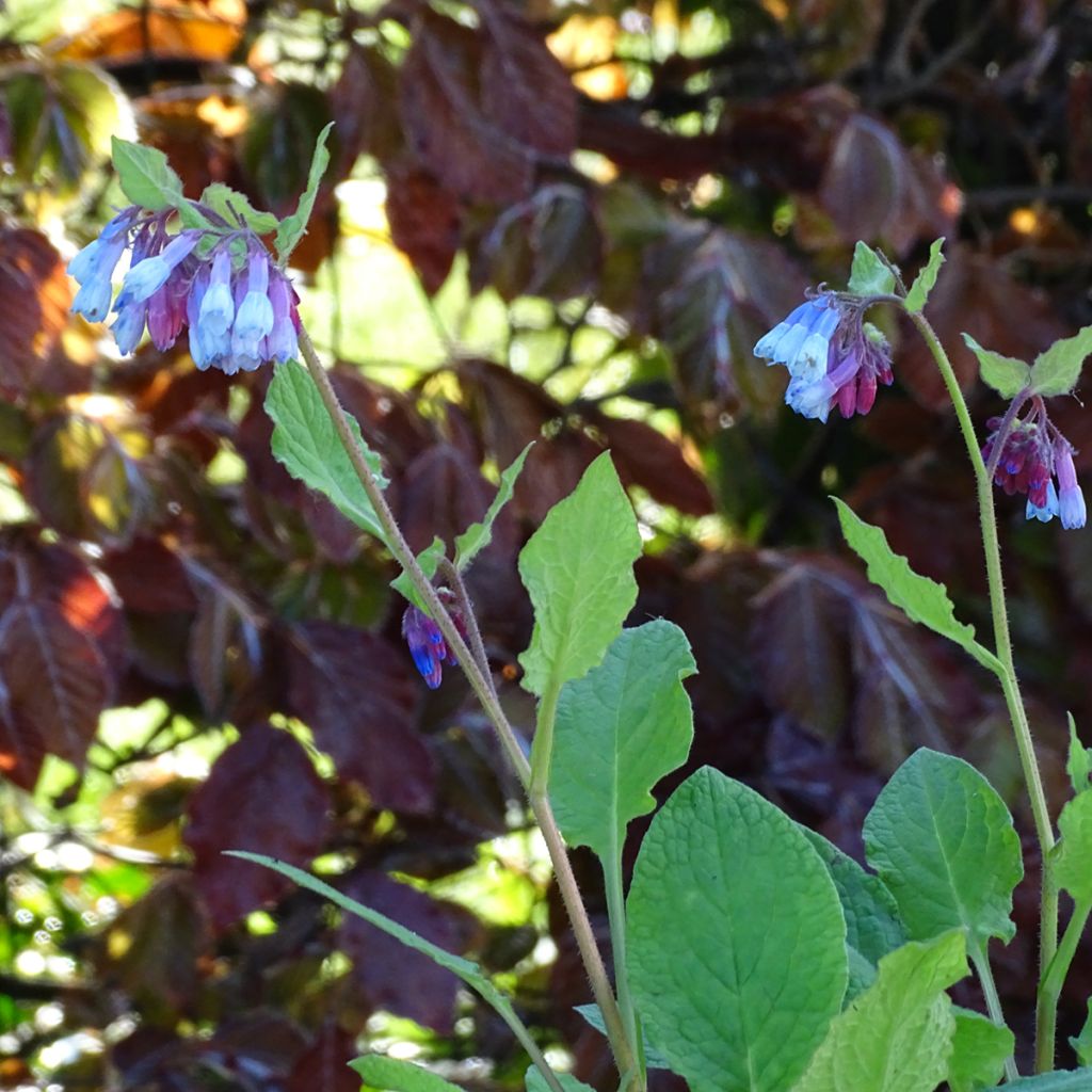 Consoude à grandes fleurs - Symphytum Sky Blue Pink