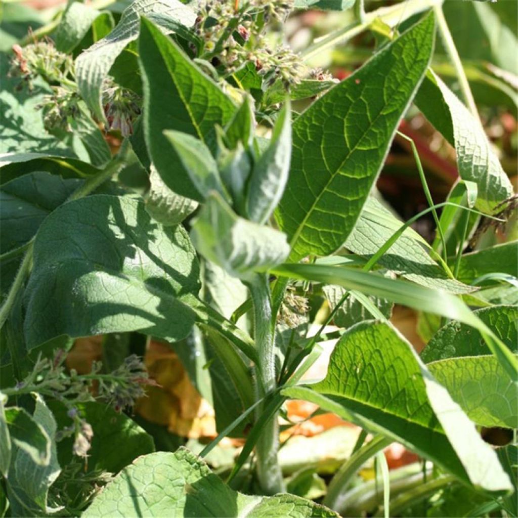 Consoude officinale NT - Ferme de Sainte Marthe