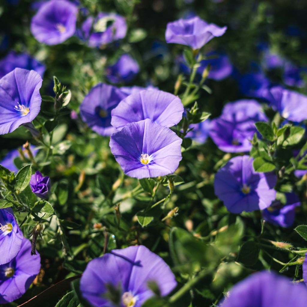 Convolvulus New Blue Moon - Liseron de Mauritanie