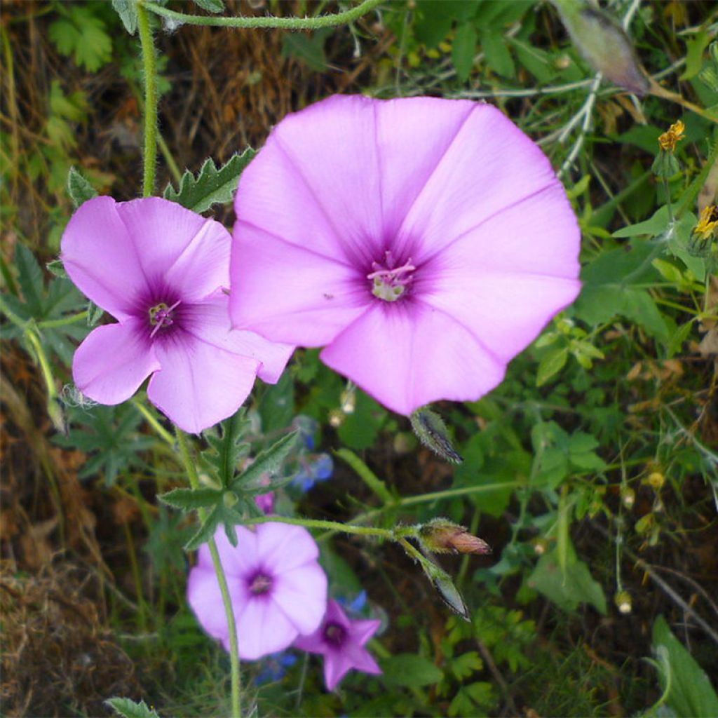 Convolvulus althaeoides, Liseron