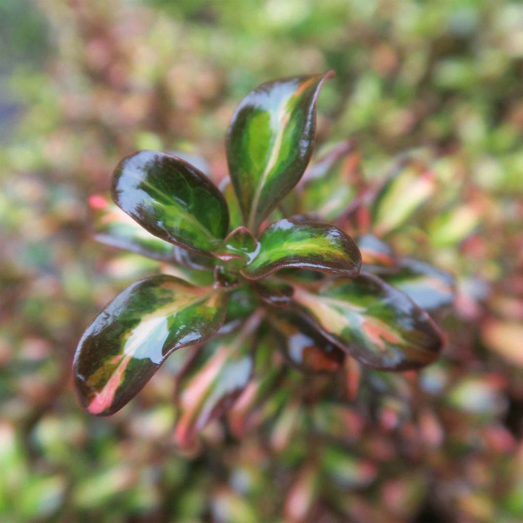 Coprosma Evening Glow