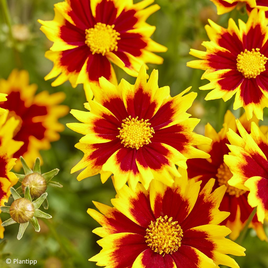 Coreopsis grandiflora Solar Jewel