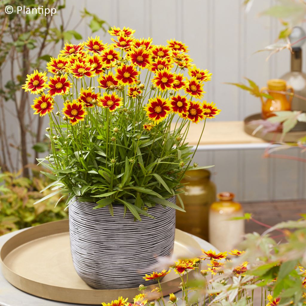Coreopsis grandiflora Solar Jewel