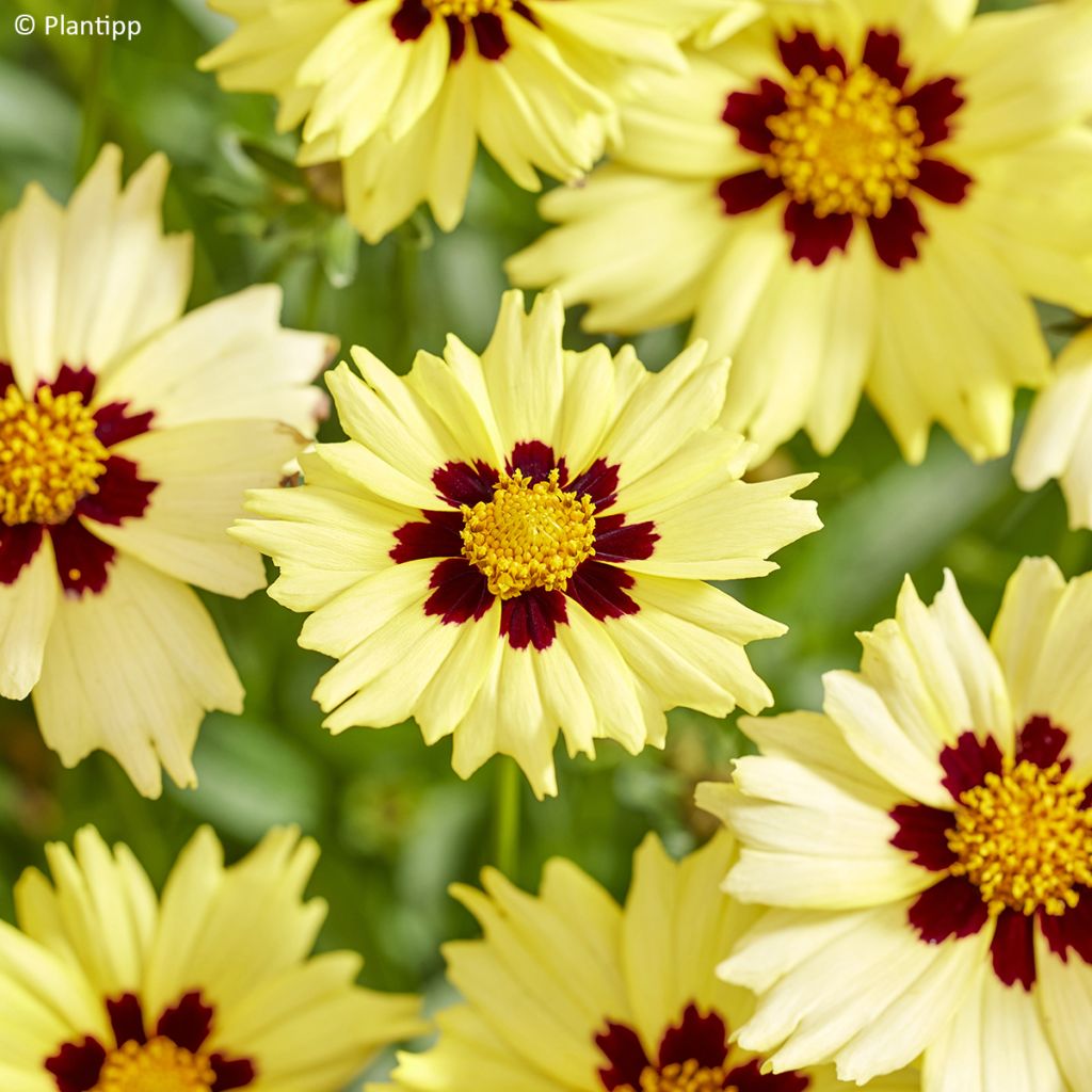Coreopsis grandiflora Solar Moon