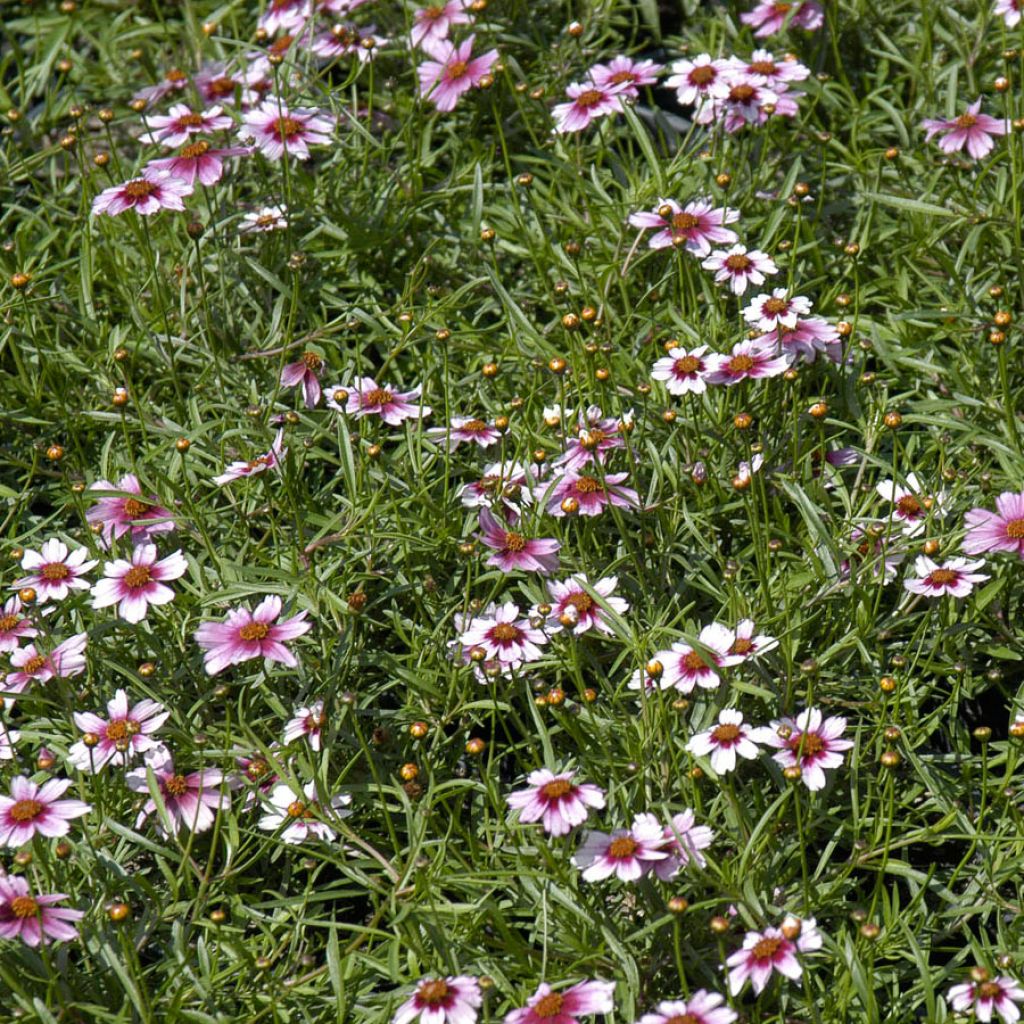 Coreopsis rosea Sweet Dreams - Coréopsis à fleurs blanc-crème et rouge framboise foncé