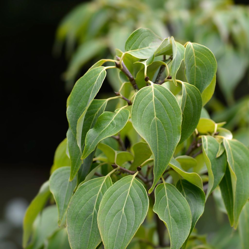 Cornus Eddie's White Wonder - Cornouiller hybride.