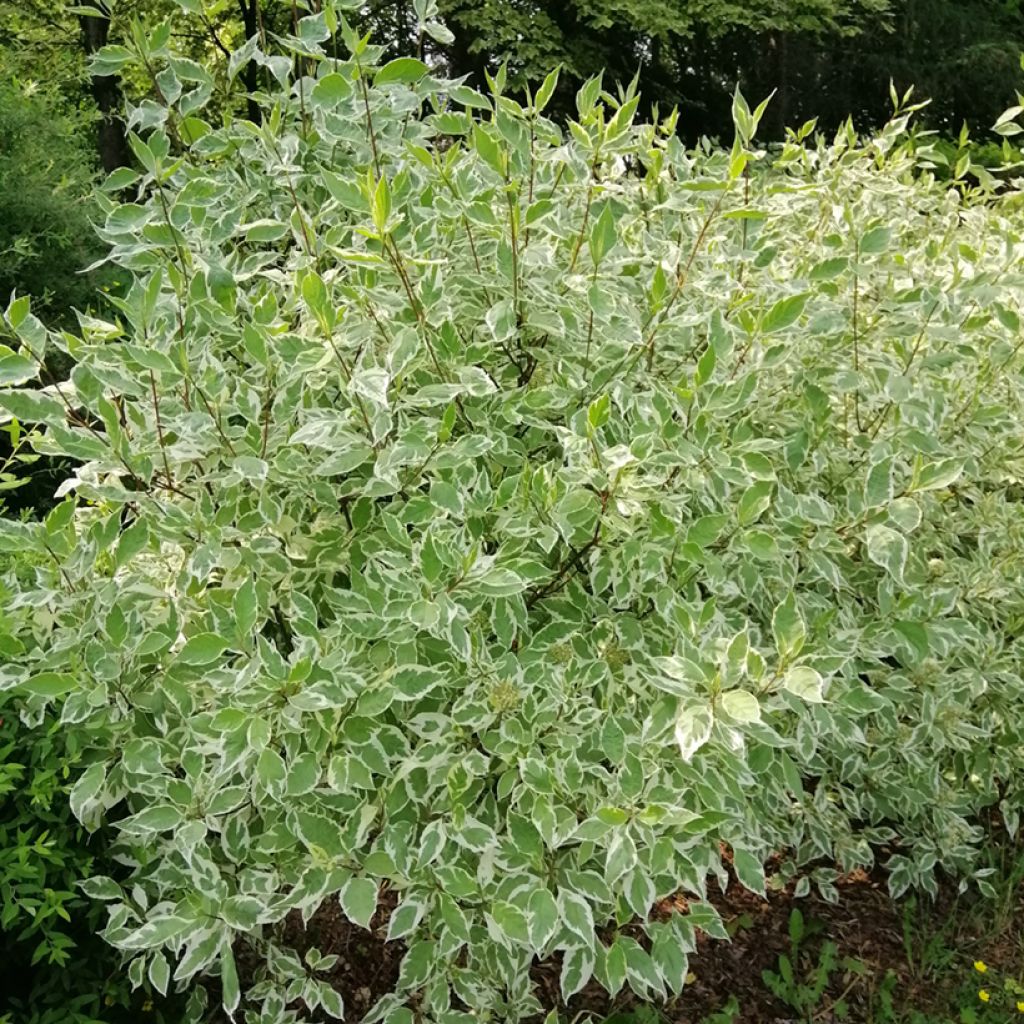 Cornus alba Elegantissima - Cornouiller blanc panaché