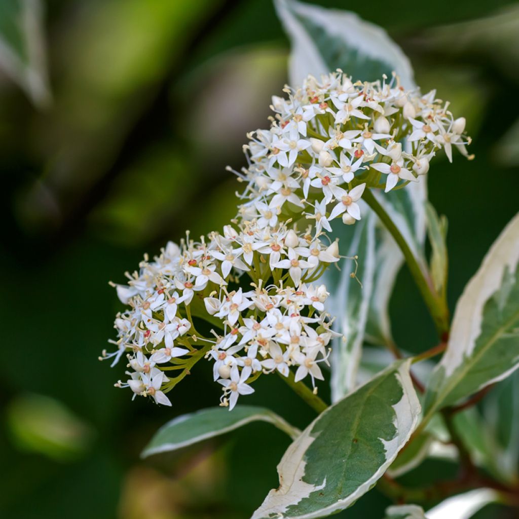 Cornus alba Elegantissima - Cornouiller blanc panaché