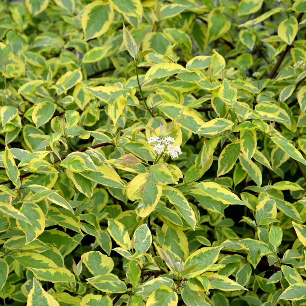 Cornus alba Gouchaultii - Cornouiller blanc