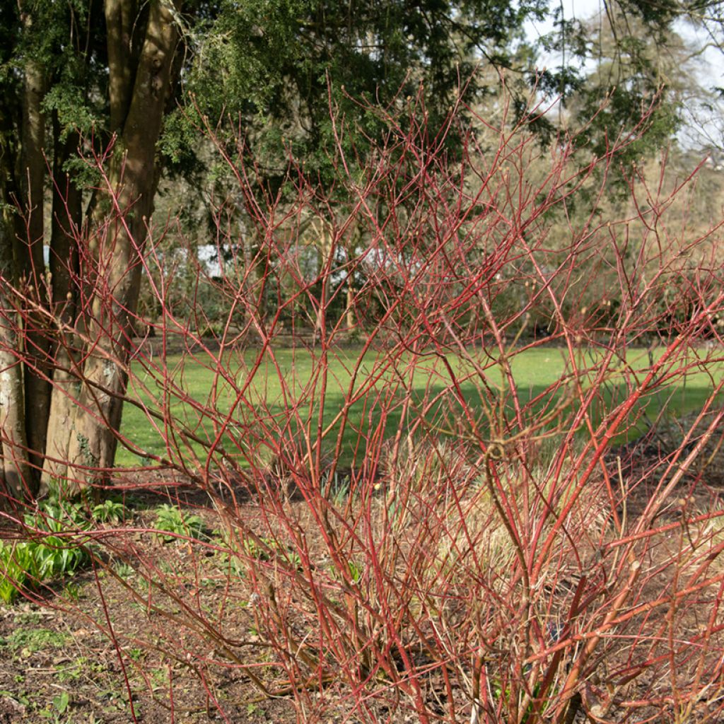 Cornus alba Gouchaultii - Cornouiller blanc