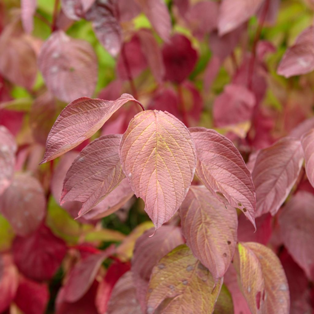 Cornus alba Sibirica - Cornouiller blanc de Sibérie