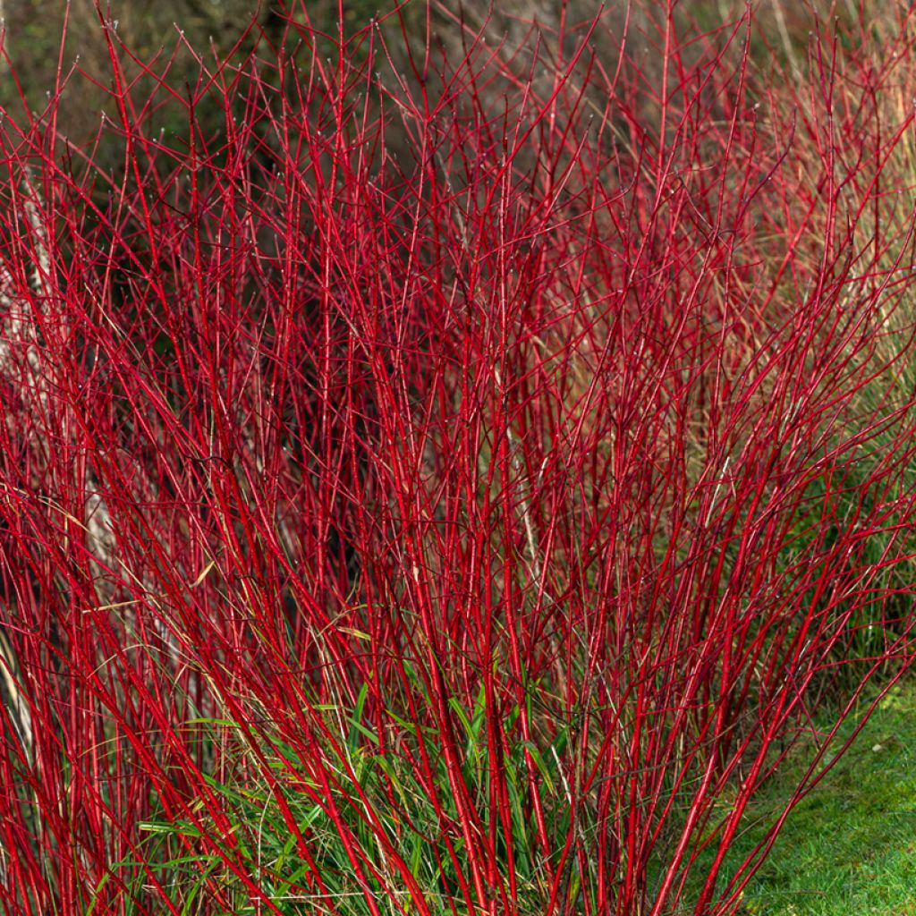 Cornus alba Sibirica - Cornouiller blanc de Sibérie