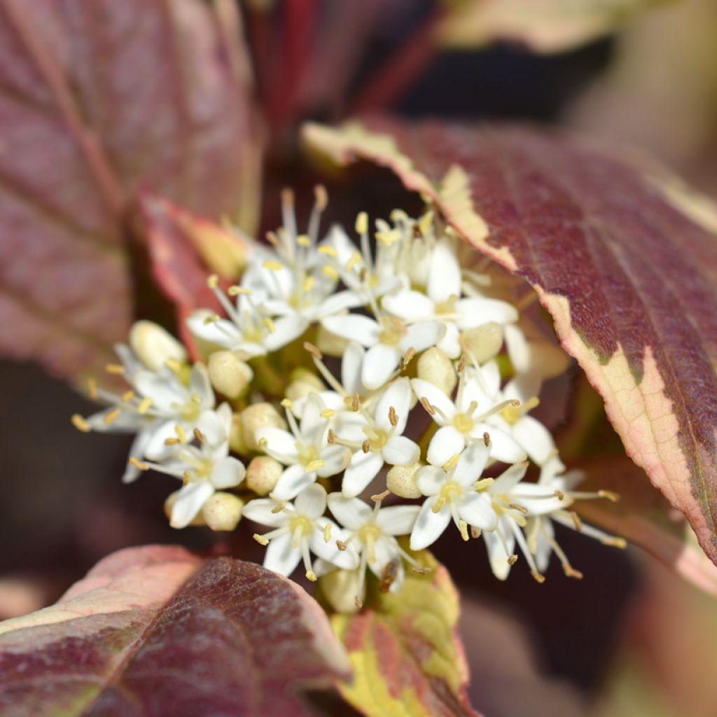Cornus alba Sibirica Variegata - Cornouiller blanc