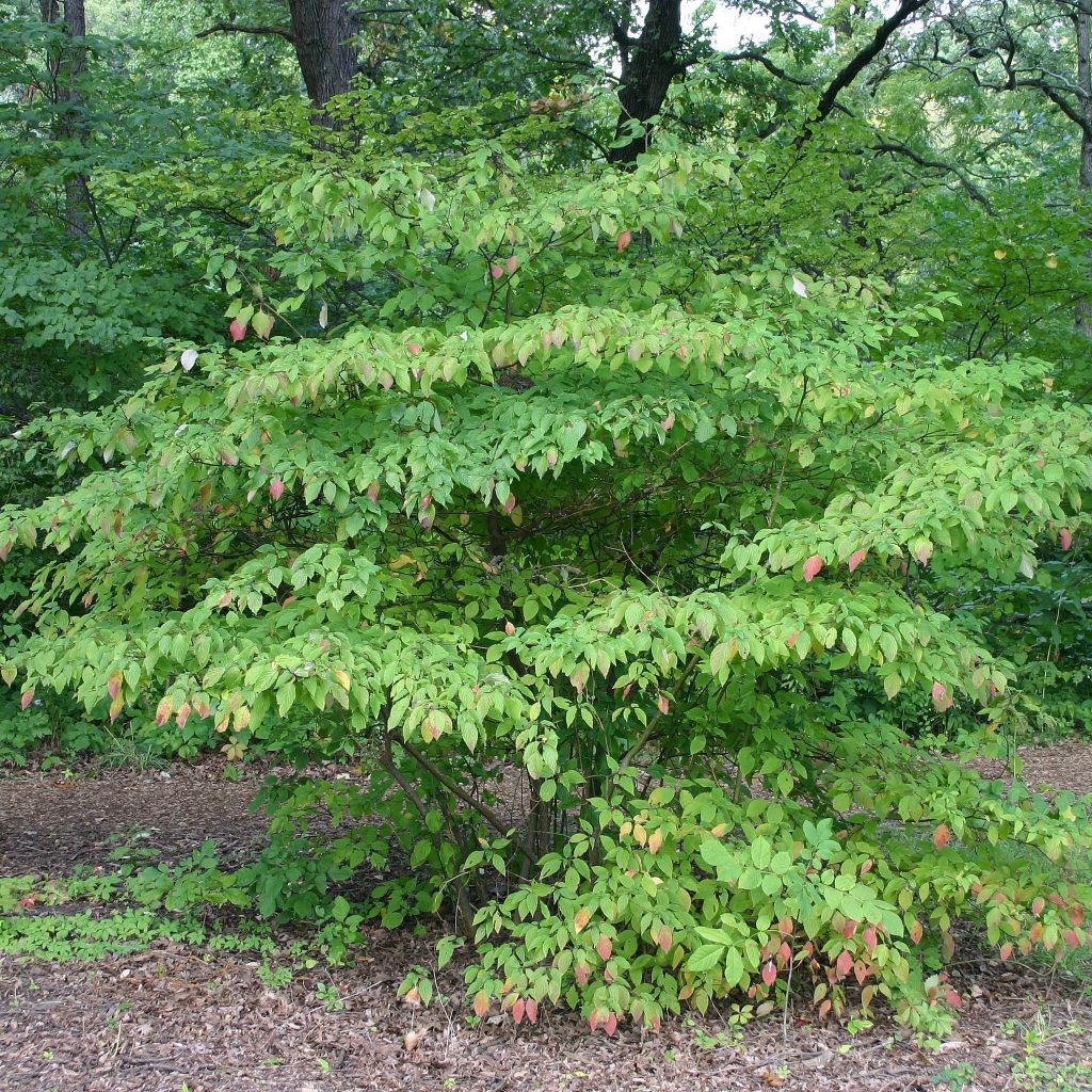 Cornus alternifolia - Cornouiller à feuilles alternes