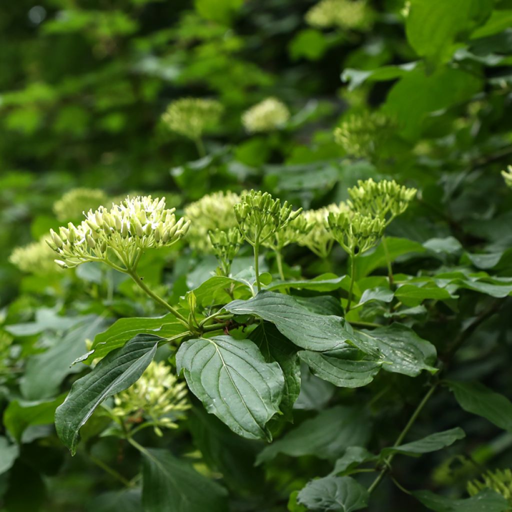Cornus controversa - Cornouiller des Pagodes