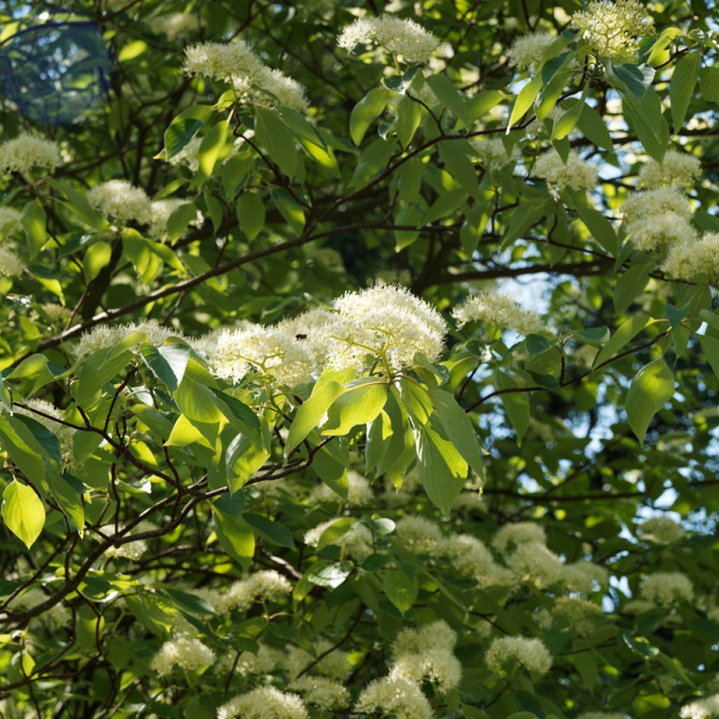 Cornus controversa Pagoda - Cornouiller des Pagodes