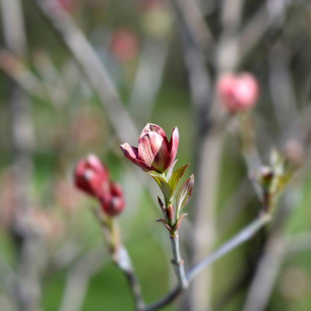 Cornus florida Cherokee Chief - Cornouiller d'Amerique