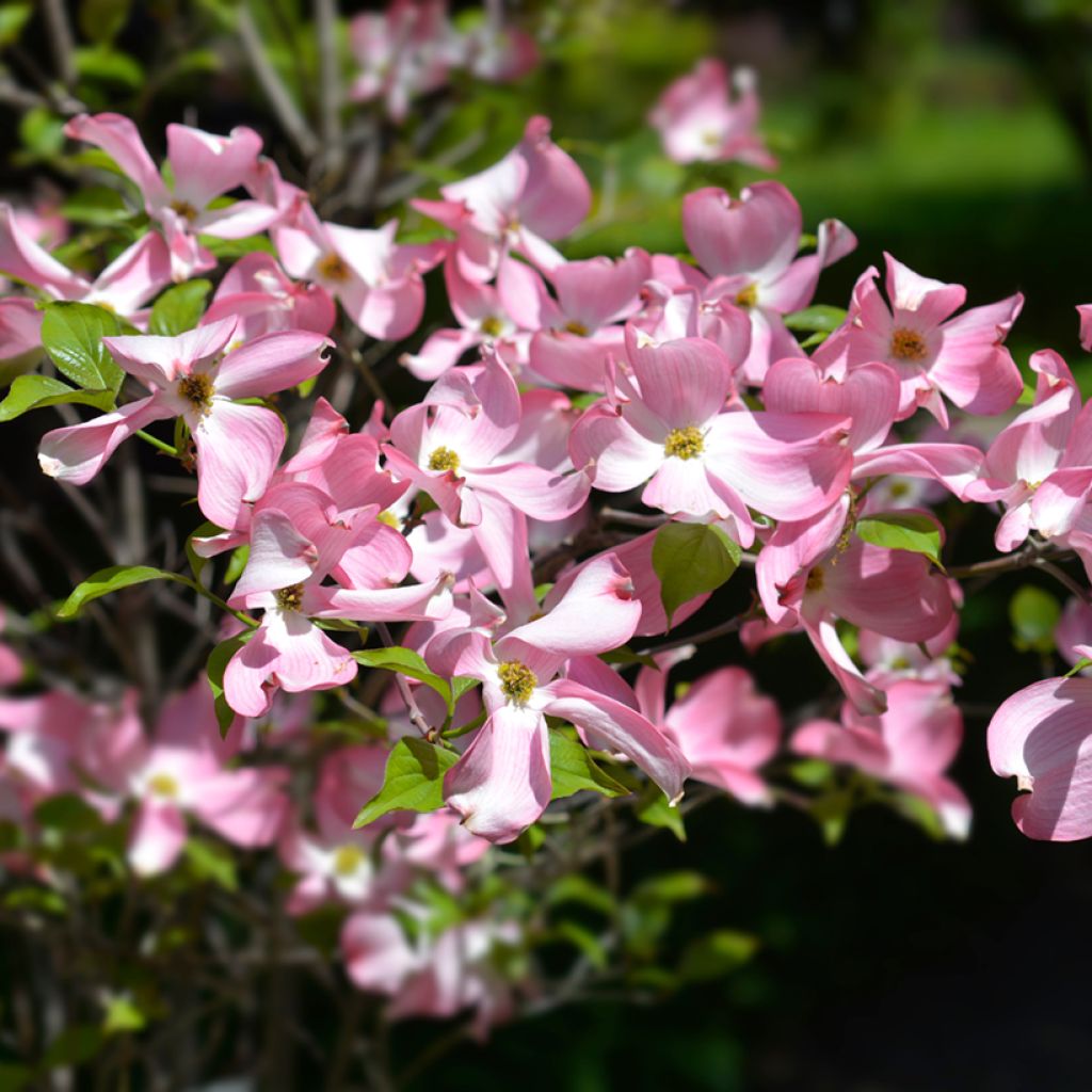 Cornus florida Cherokee Chief - Cornouiller d'Amerique