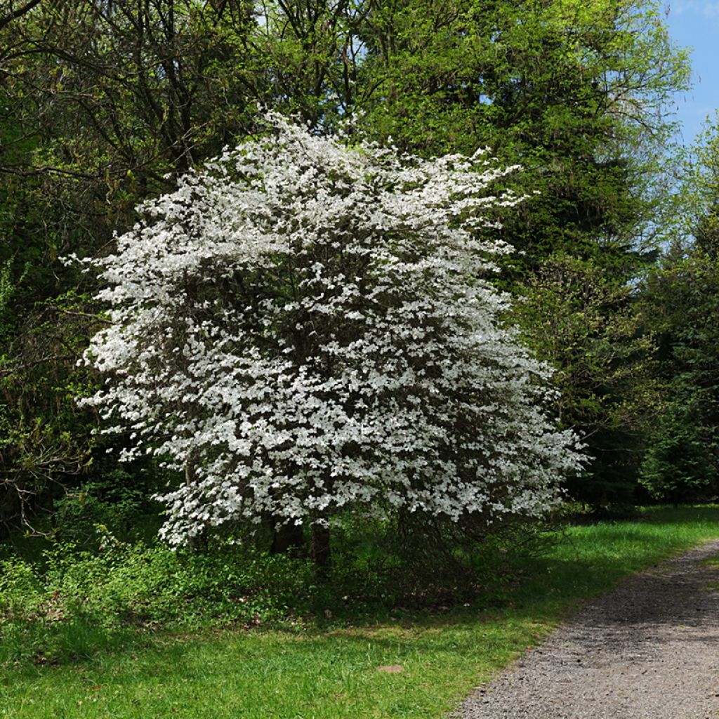 Cornus florida - Cornouiller à fleurs d'Amérique