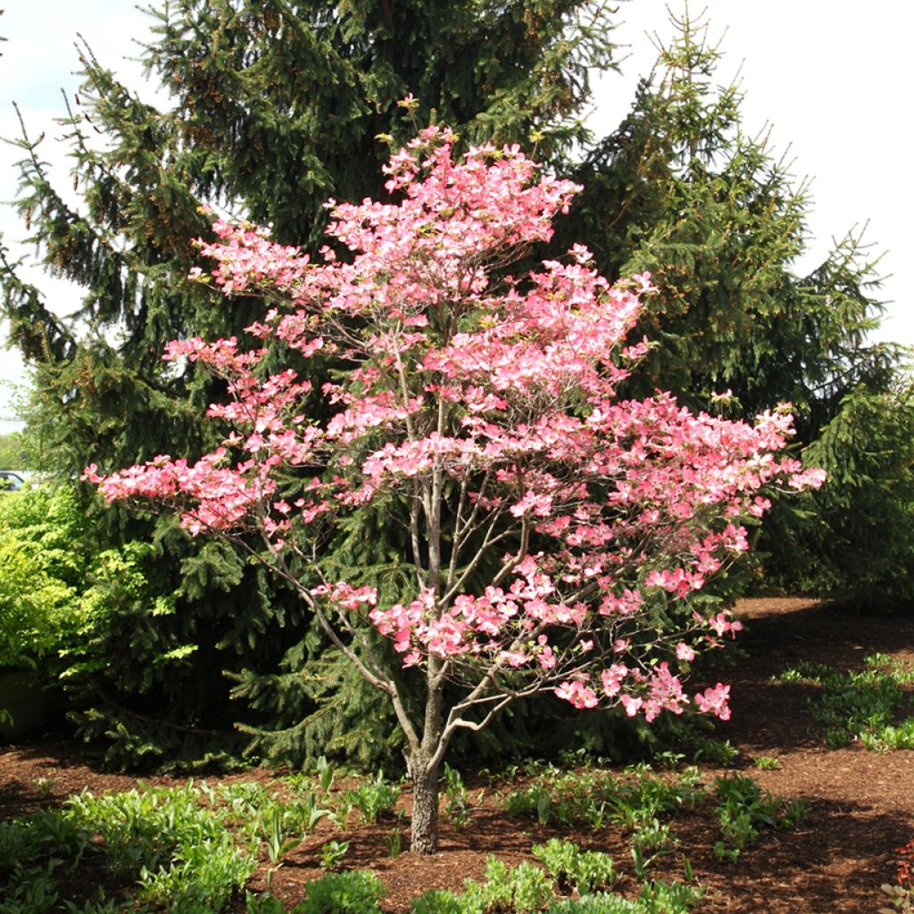 Cornus florida Rubra - Cornouiller à fleurs d'Amérique