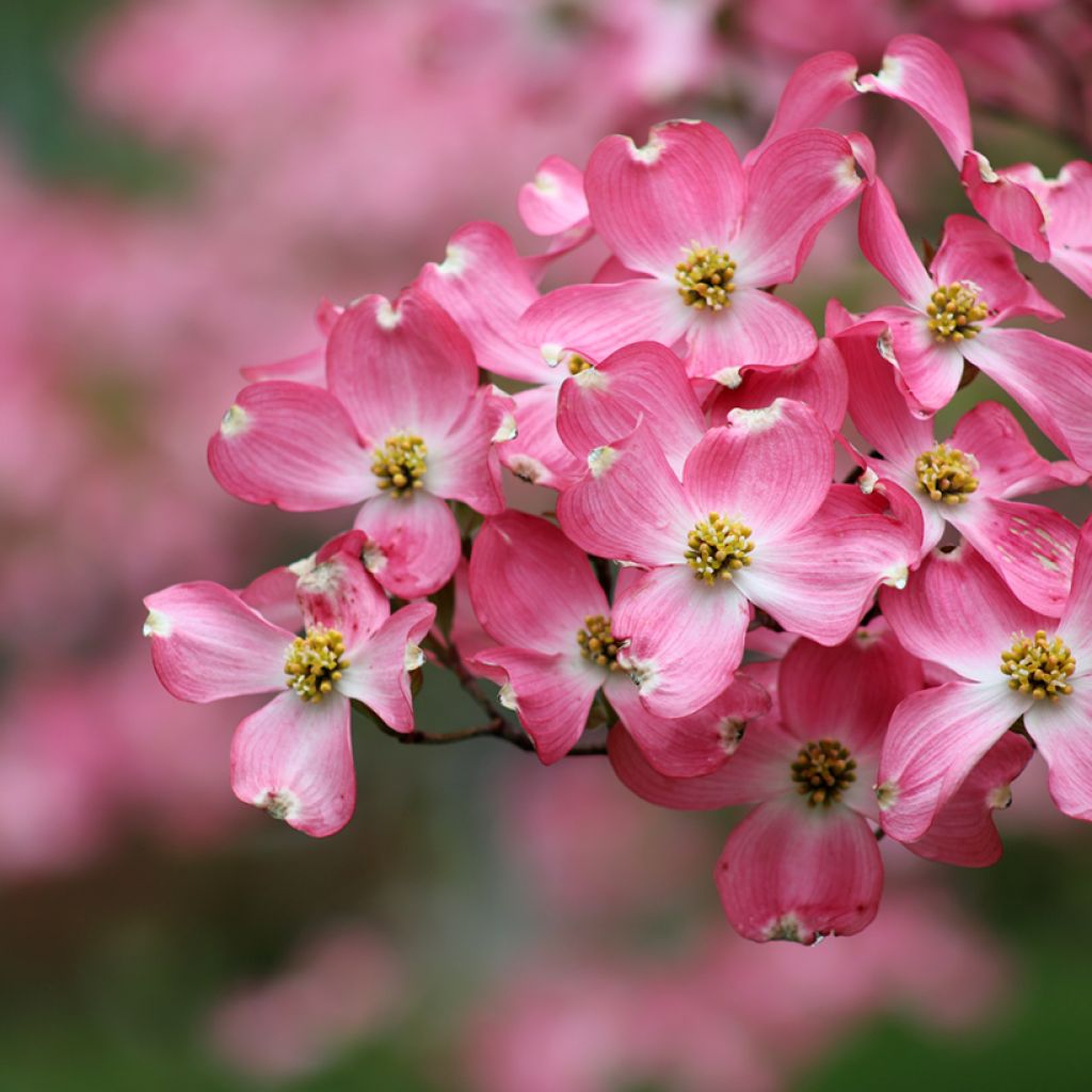 Cornus florida Rubra - Cornouiller à fleurs d'Amérique