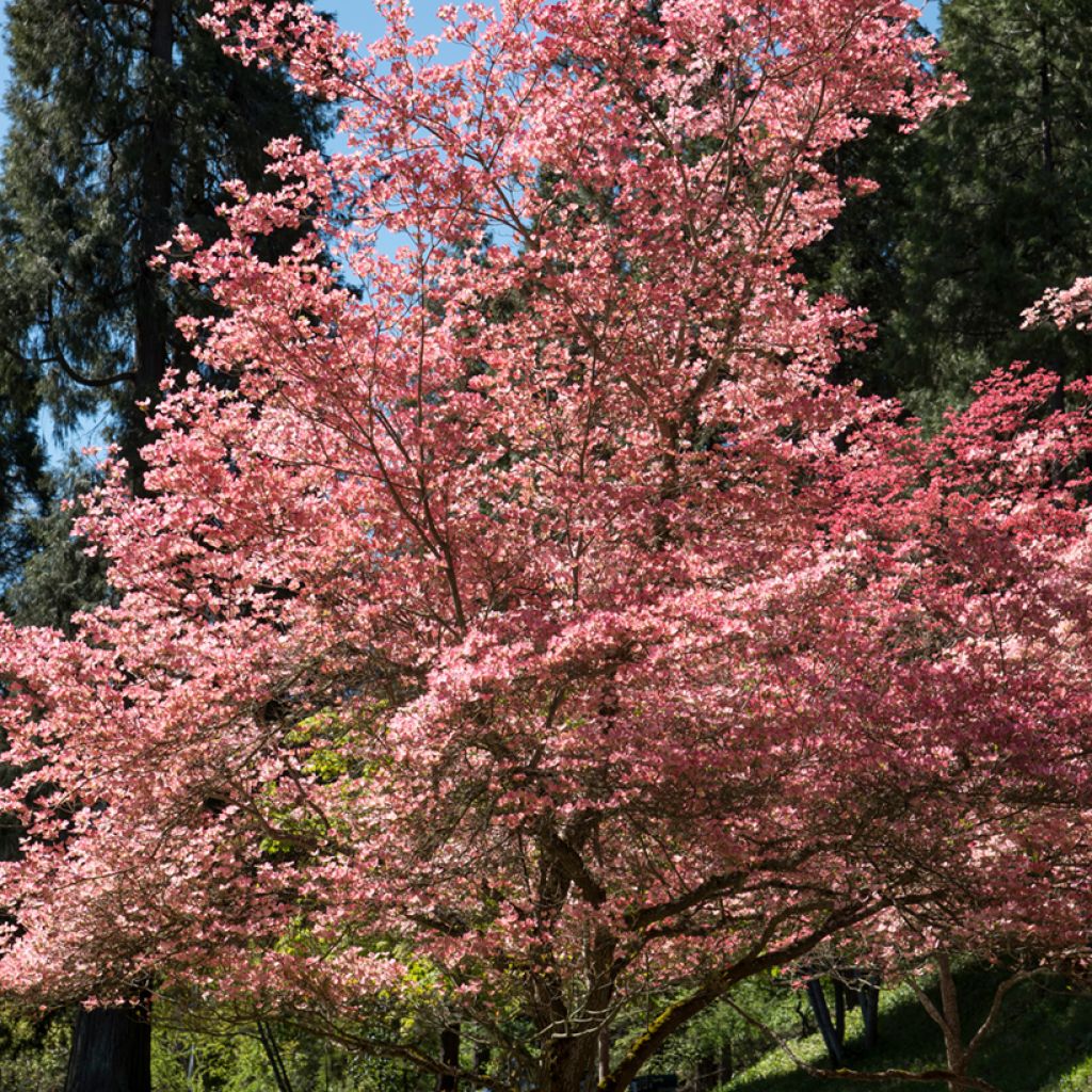 Cornus florida Rubra - Cornouiller à fleurs d'Amérique