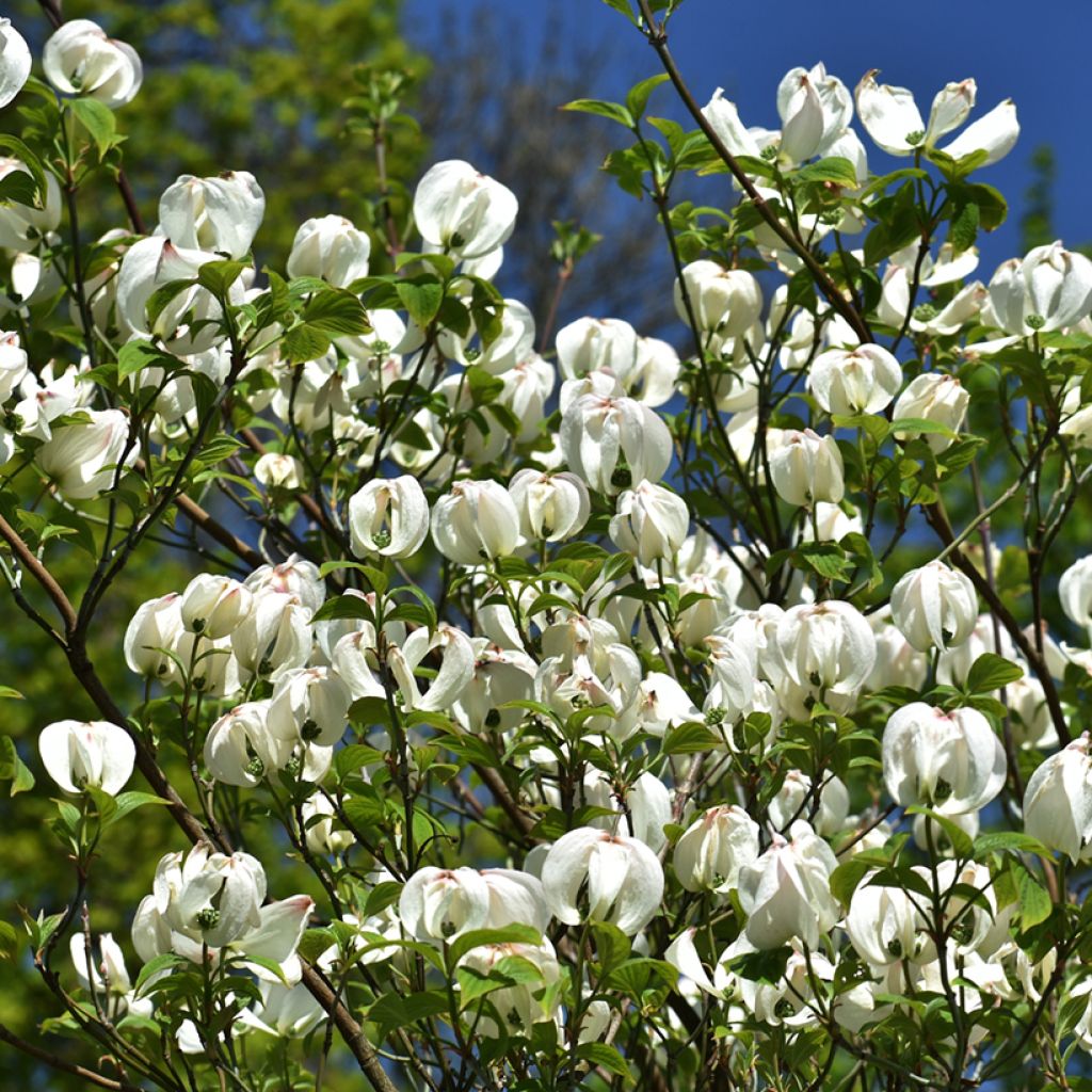 Cornus florida Urbiniana - Cornouiller de Floride