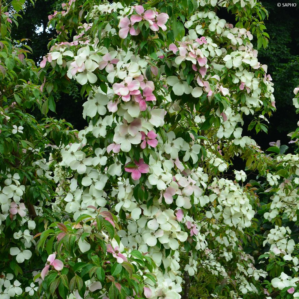 Cornus hongkongensis Parc de Haute Bretagne - Cornouiller de Hong Kong