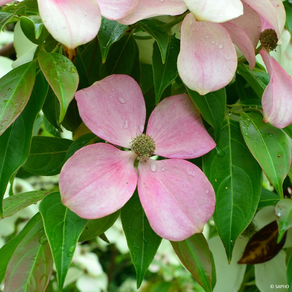 Cornus hongkongensis Parc de Haute Bretagne - Cornouiller de Hong Kong