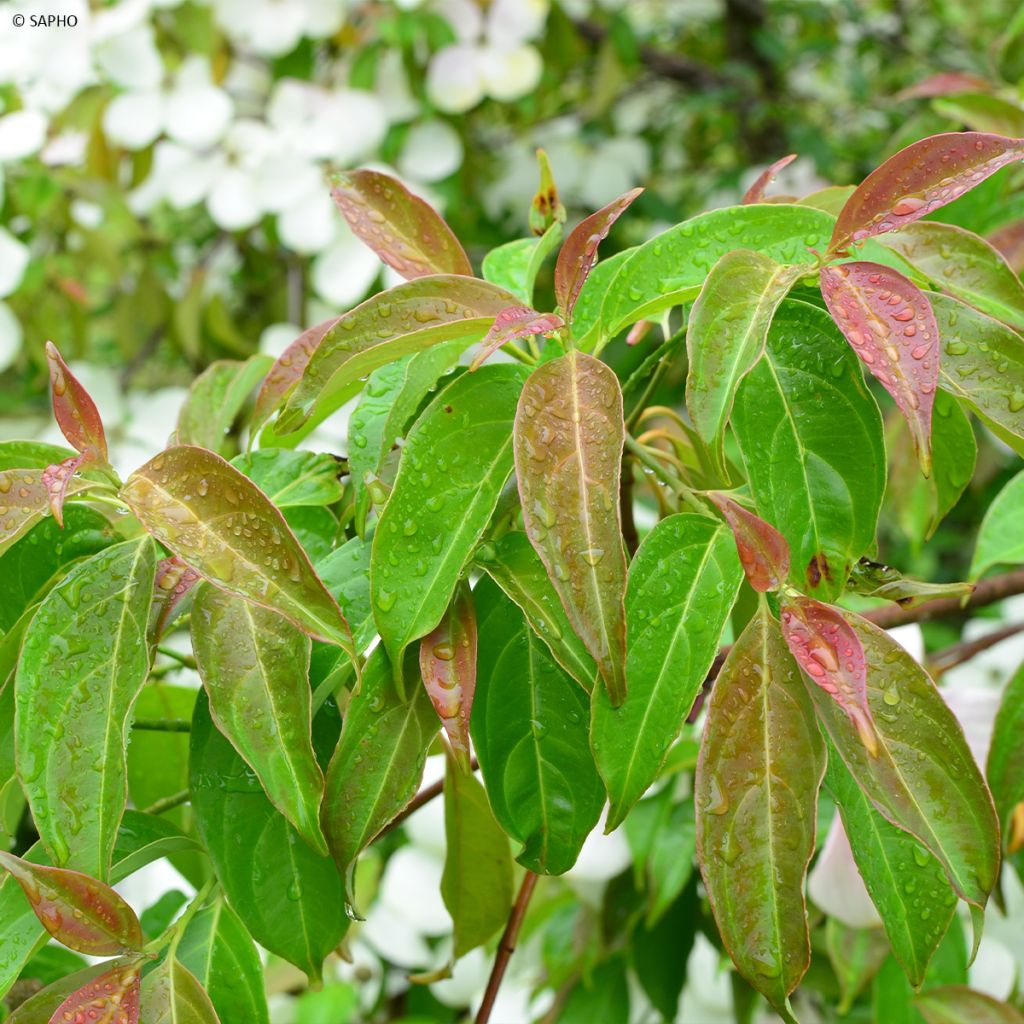 Cornus hongkongensis Parc de Haute Bretagne - Cornouiller de Hong Kong