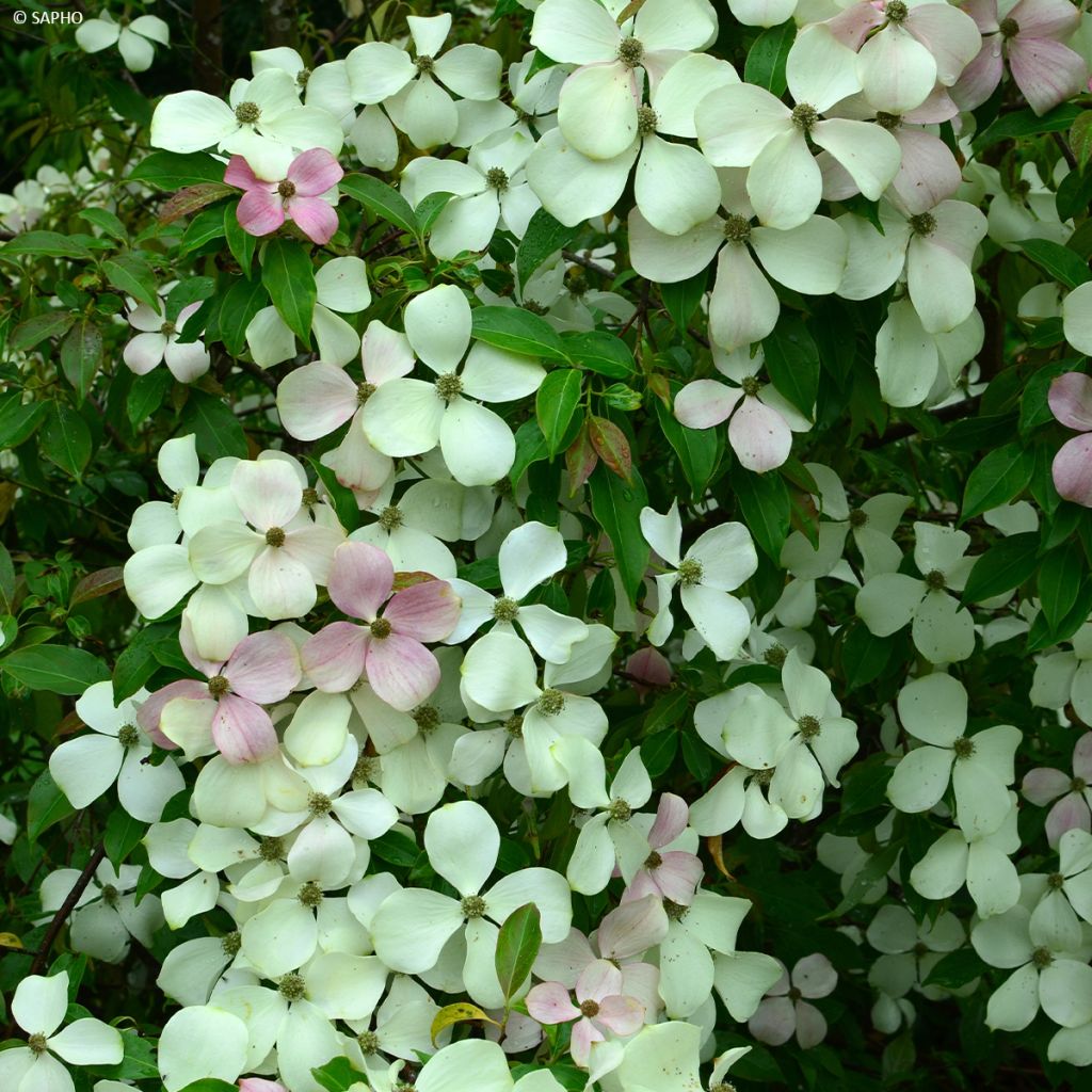 Cornus hongkongensis Parc de Haute Bretagne - Cornouiller de Hong Kong