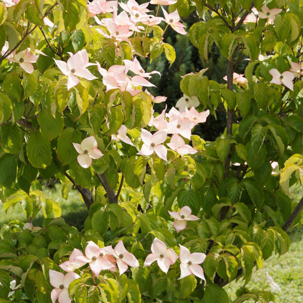 Cornus kousa Beni-fuji - Cornouiller du Japon