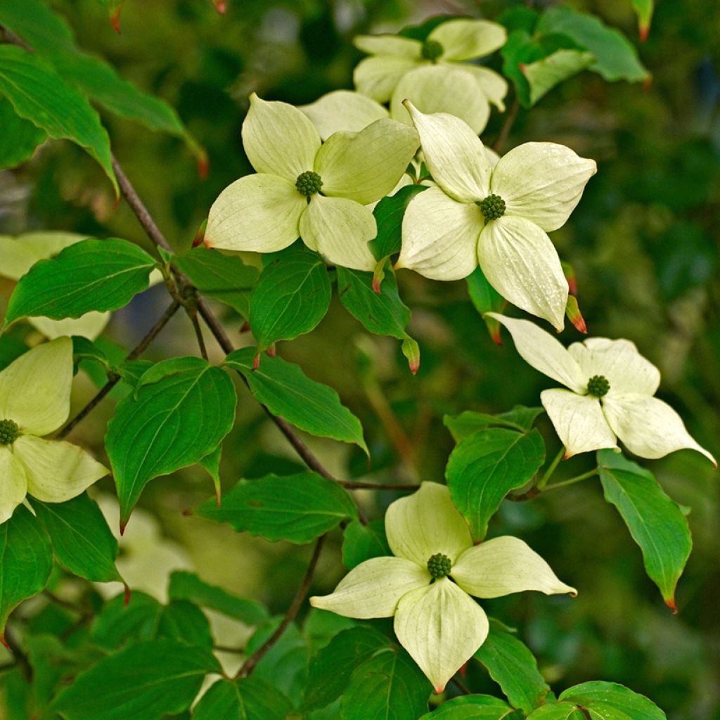 Cornus kousa China Girl - Cornouiller du Japon blanc