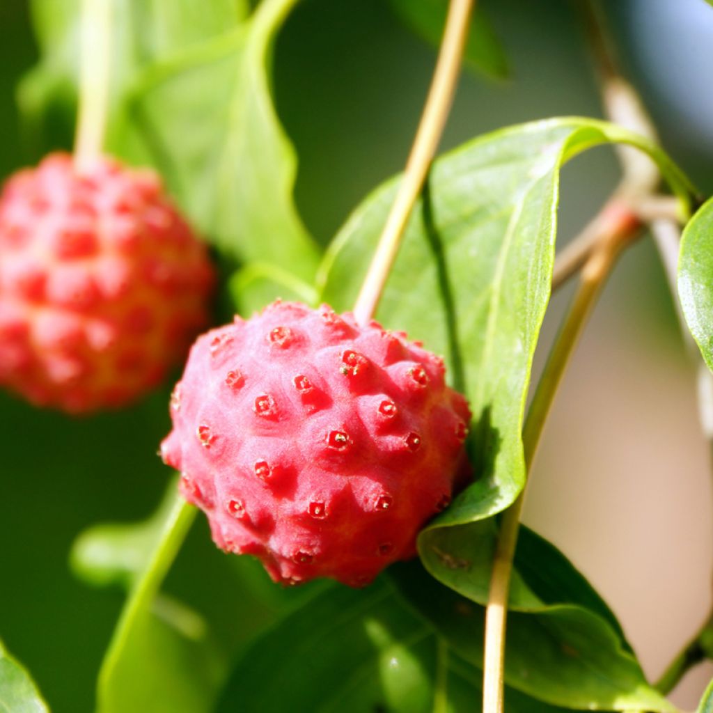 Cornus kousa - Cornouiller du Japon